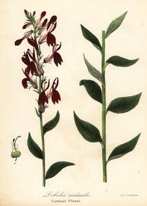 Cardinal flower, Lobelia cardinalis by Endicott Endicott