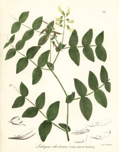 Cream pea or cream-colored vetchling, Lathyrus ochroleucus by Endicott Endicott