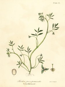 False mermaid, Floerkea proserpinacoides by Endicott Endicott