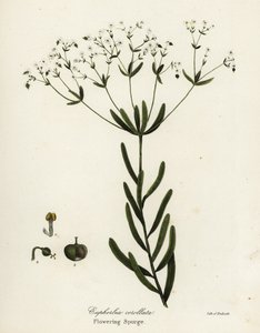Flowering Spurge, Euphorbia corollata