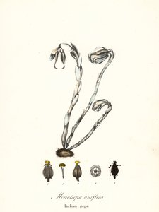 Ghost Plant, Ghost Pipe, Indian Pipe or Corpse Plant, Monotropa uniflora