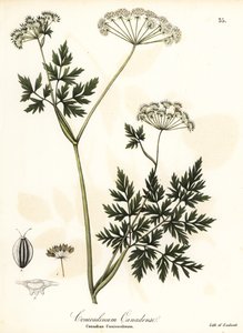 Hemlock-Parsley