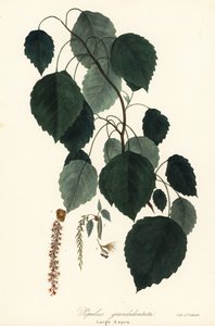 Large Aspen, Populus grandidentata by Endicott Endicott