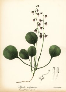 Liverleaf wintergreen, bog wintergreen or pink wintergreen, Pyrola asarifolia by Endicott Endicott