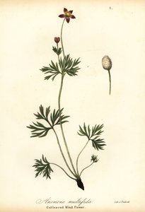 Pacific Anemone or Cut-leaved Windflower, Anemone Multiflida by Endicott Endicott