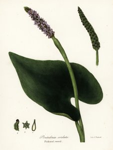 Pickerel Weed, Pontederia Cordata