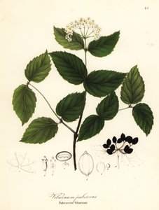 Pubescent viburnum by Endicott Endicott