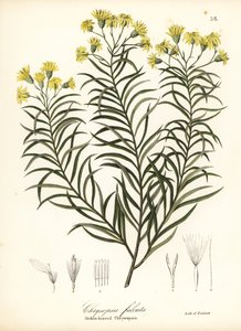Sickleleaf Silkgrass or Sickle-leaved Golden Aster, Pityopsis Falcata by Endicott Endicott