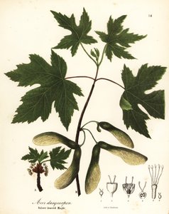Silver Maple, Acer saccharinum
