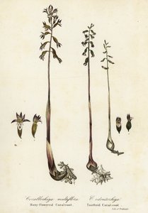 Spotted coralroot and fall coral-root