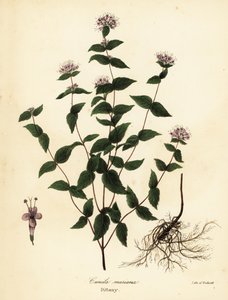 Stone mint, frost mint, dittany, and American dittany, Cunila origanoides