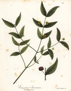 Strawberry Tree, Euonymus Americanus