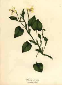 Striped cream violet, creamy violet or striated violet, Viola striata by Endicott Endicott