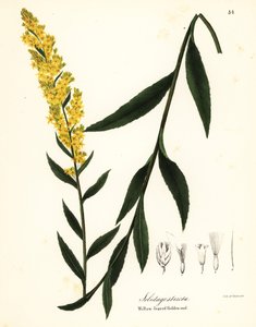 Wand Goldenrod, Willowleaf Goldenrod or Willow-leaved Golden-rod, Solidago Stricta