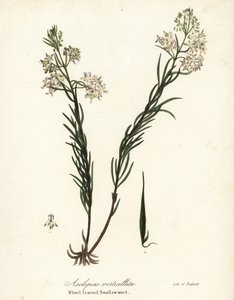 Whorled milkweed, eastern whorled milkweed, horsetail milkweed or whorl-leaved swallow-wort, Asclepias verticillata