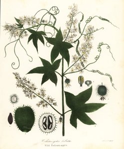 Wild Cucumber, Prickly Cucumber, Bur Cucumber or Wild Balsam Apple, Echinocystis Lobata by Endicott Endicott