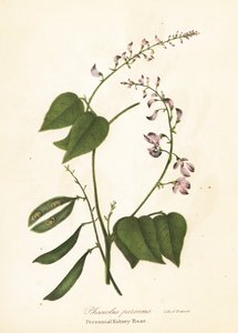 Wild Kidney Bean, Phaseolus polystachios (Perennial Kidney-Bean, Phaseolus perennis)