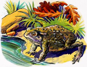 G: frog by Unknown artist: Highest-quality art reproduction