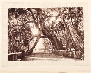 A Banyan Tree, Java