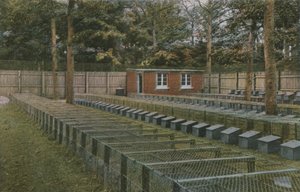 A Norfolk Pheasantry
