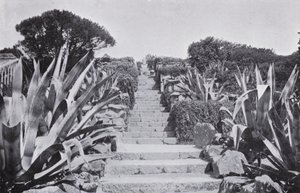 A Bit in the Gardens at Tresco by English Photographer