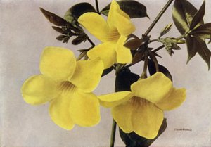 Allamanda Schottii Hendersonii by English Photographer