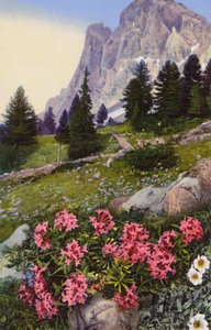 Alpine flowers: Daphne Striata with Dryas Octopetala (on right) by English Photographer