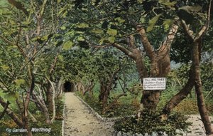 Ancient fig gardens at Tarring, Worthing, Sussex, claiming to have the oldest fig tree in England, planted by Thomas Becket by English Photographer