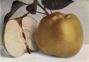 Apple, Lord Derby by English Photographer
