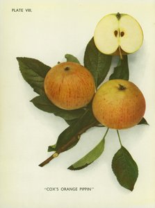 Apples of England: Cox