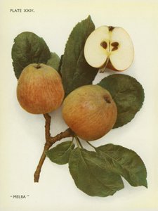 Apples of England: Melba