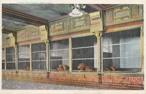 Caged lions in the Tower Menagerie, Blackpool, Lancashire by English Photographer