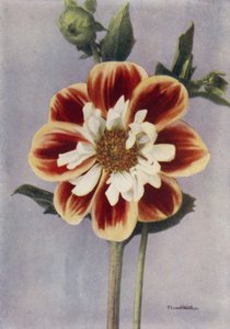 Collerette Dahlia, Gallia by English Photographer