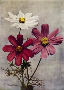 Cosmos Bipinnatus