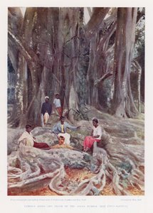 Curious Roots and Trunk of the Assam Rubber Tree, Ficus Elastica by English Photographer