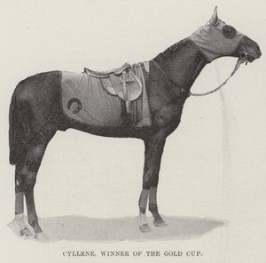 Cyllene, Winner of the Gold Cup by English Photographer