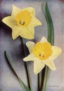 Daffodil