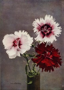 Dianthus Chinensis, var Heddewigii