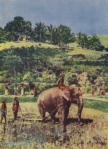 Elephant Helping Plough the Rice Fields in India by English Photographer