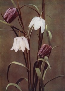 Fritillaries