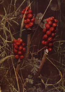 Fruit of Cuckoo-Pint by English Photographer
