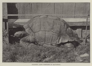 Gigantic Land Tortoise in Mauritius by English Photographer