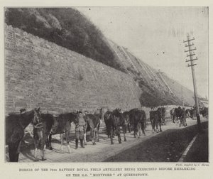 Horses of the 79th Battery Royal Field Artillery Being Exercised Before Embarking on the SS Montford at Queenstown by English Photographer