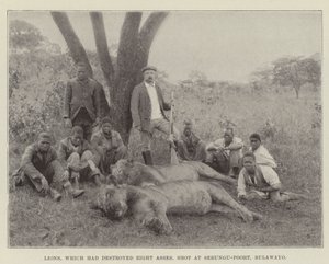 Lions, which had destroyed Eight Asses, shot at Sebungu-Poort, Bulawayo by English Photographer