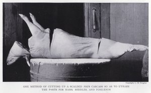 One method of cutting up a scalded pig