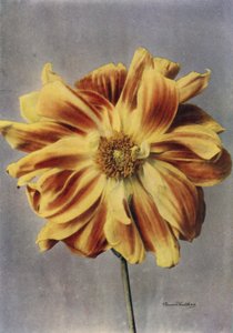 Paeony-Flowered Dahlia, The Geisha by English Photographer