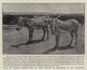 Pair of Zebras presented to the Queen by Menelik II of Ethiopia by English Photographer