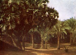 Palm Grove Near Karnak, Egypt