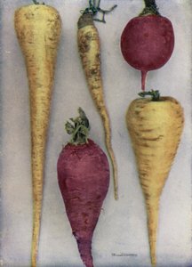 Parsnips and Beet