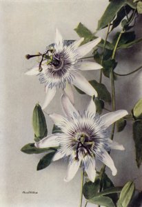 Passiflora Coerulea, Constance Elliott